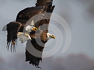 Bald Eagles Battle in flight for fish