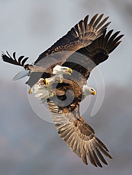 Bald Eagles Battle in flight for fish