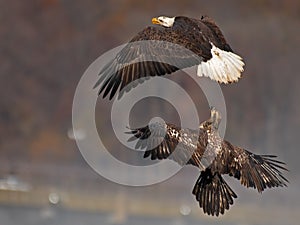 Bald Eagles Battle in flight for fish