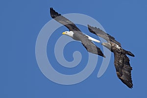 Bald Eagles Battle in flight for fish