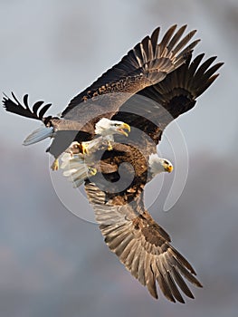 Bald Eagles Battle in flight for fish photo