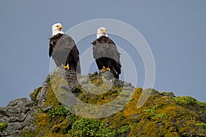 Bald Eagles on Copalis Rock, Washington