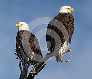 Bald Eagles enjoying sunrise together photo