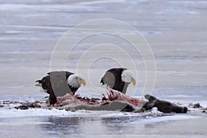 Bald eagles feeding on deer carcass