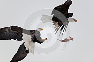 Bald Eagles fight in air