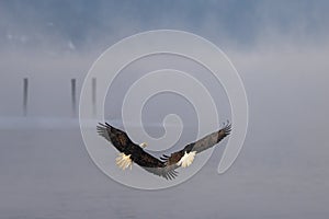 Bald Eagles Fighting