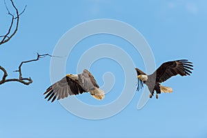 Bald Eagles in flight