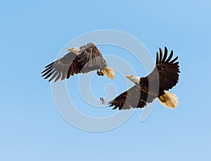 Bald Eagles in flight photo