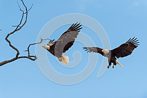 Bald Eagles in flight photo