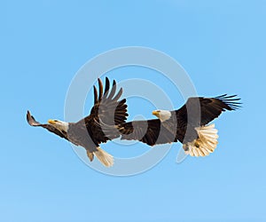 Bald Eagles in flight photo