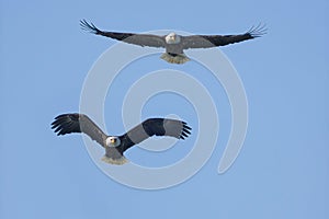 Bald eagles flying in a blue sky with wings spread