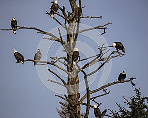 Bald Eagles gather in a tree