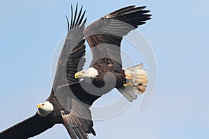 Bald Eagles (haliaeetus leucocephalus)