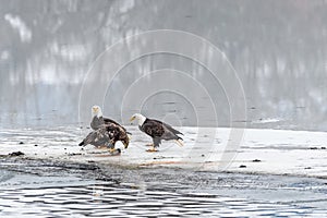 Bald Eagles Haliaeetus leucocephalus eating salmon on the froz