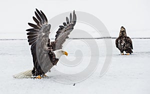 Bald Eagles (HALIAEETUS LEUCOCEPHALUS) fighting