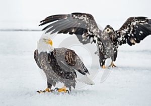 Bald Eagles (HALIAEETUS LEUCOCEPHALUS) fighting