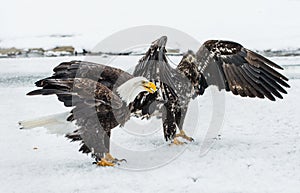 Bald Eagles (HALIAEETUS LEUCOCEPHALUS) fighting