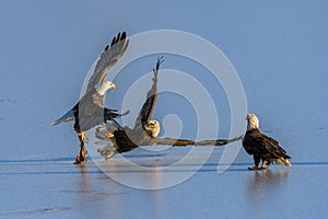 Bald Eagles Haliaeetus leucocephalus fighting for salmon on the frozen part of Fraser River