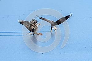 Bald Eagles Haliaeetus leucocephalus fighting for salmon on th