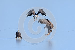 Bald Eagles Haliaeetus leucocephalus fighting for salmon on th