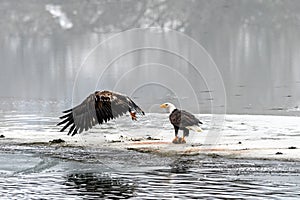 Bald Eagles Haliaeetus leucocephalus fighting for salmon on th