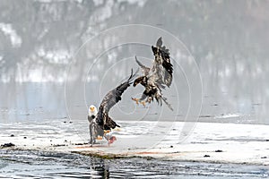 Bald Eagles Haliaeetus leucocephalus fighting for salmon on th