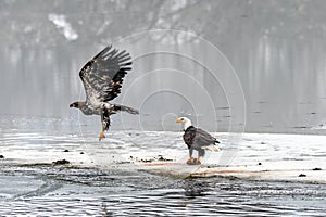 Bald Eagles Haliaeetus leucocephalus fighting for salmon on th