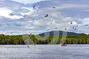 A bald eagles or Haliaeetus leucocephalus hunts for fish and soars through a blue sky