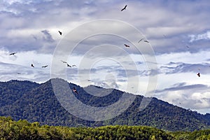 A bald eagles or Haliaeetus leucocephalus hunts for fish and soars through a blue sky