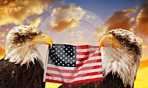 The Bald Eagles holds in the beak of the United States Flag. photo
