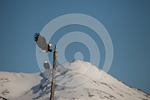 Bald eagles landing on tree alaska