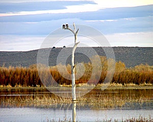 Bald Eagles Landscape