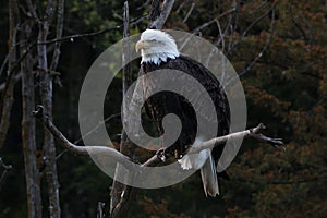 Bald eagles are large birds of prey native to North America.