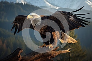 Bald eagles majestic wingspan in full display during flight