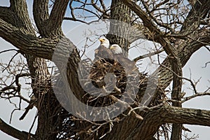 Bald Eagles