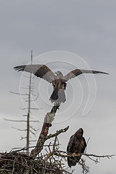 Bald Eagles at Nest