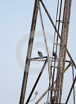 Bald Eagles perched on electrical tower at Conowingo Dam on the Susquehanna River, Maryland, USA