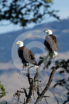 Bald Eagles sitting in a tree. (Haliaeetus leucocephalus) Oregon