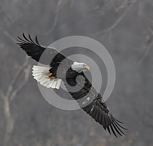 Bald Eagle Soaring Through Snow