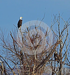 Bald Eagles on Tree Top