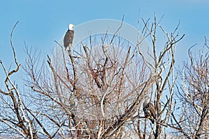 Bald Eagles watching from Tree Top