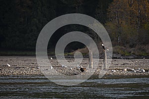 Bald Eagles Working the Salmon Spawning Grounds on the Harrison River.