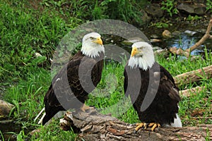 Bald Eagles
