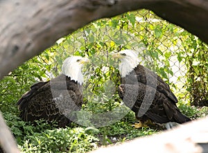 Bald Eagles in Zoo