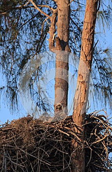 Bald eaglet Haliaeetus leucocephalus in a nest on Marco Island