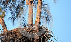 Bald eaglet Haliaeetus leucocephalus in a nest on Marco Island