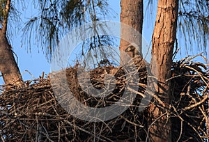 Bald eaglet Haliaeetus leucocephalus in a nest on Marco Island