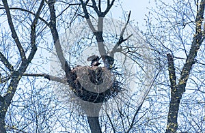 Bald eaglet perched in nest isolated against sky