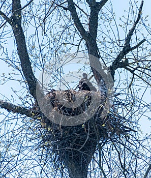 Bald eaglet sitting in nest in tree