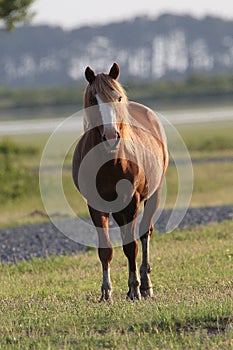 Bald Face Chestnut Stallion